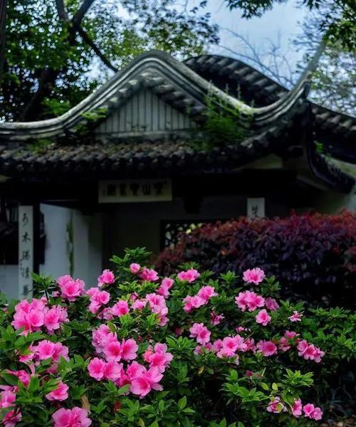 丽水市的市花是什么？丽水市花的象征意义是什么？