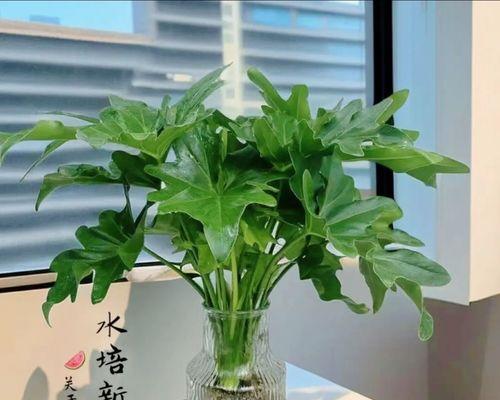 哪些花卉适合水培？水培花卉的挑选技巧是什么？