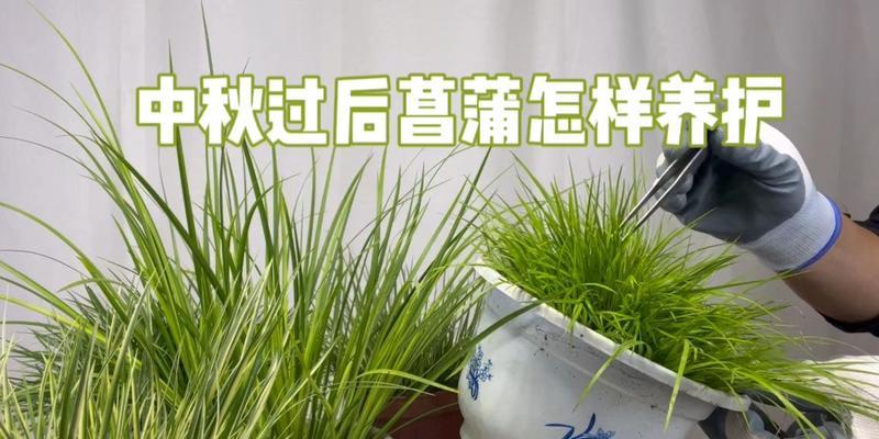 菖蒲的正确养护技巧有哪些？