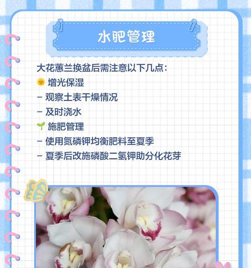 蕙兰养护技巧有哪些？蕙兰养护需要注意哪些事项？