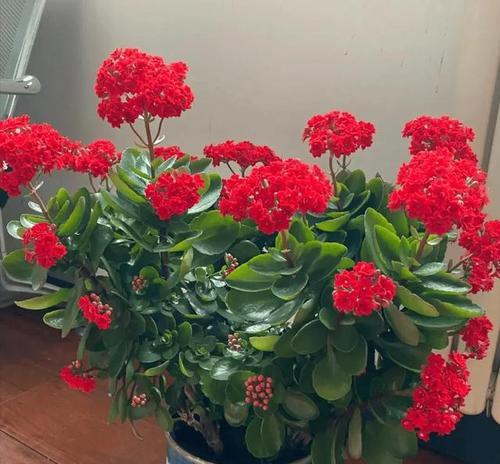 什么花养在卧室最好？卧室适宜的花卉有哪些？