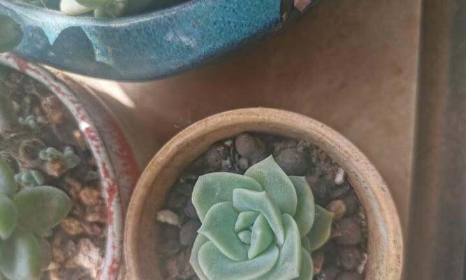 艳日辉浇水频率和方法是什么？