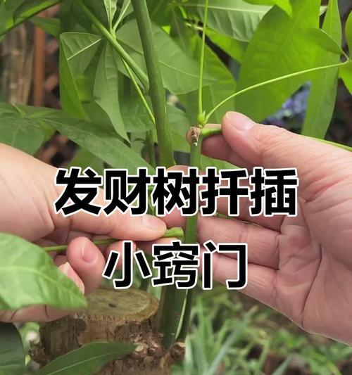 发财树插枝方法是什么？如何确保成活率？