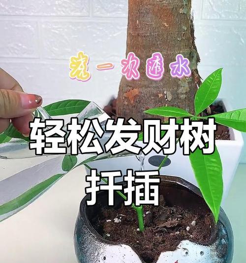 发财树插枝方法是什么？如何确保成活率？