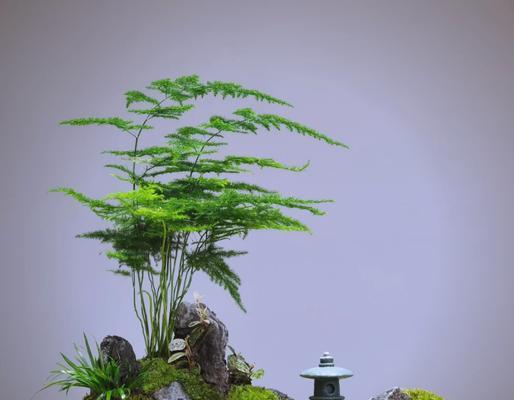 文竹的日常打理和养护要点是什么？
