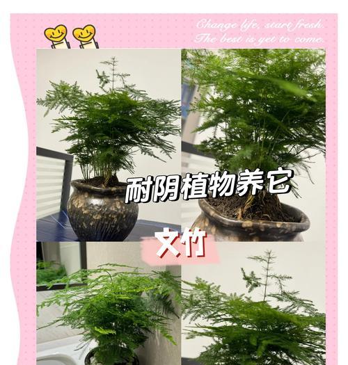 文竹的日常打理和养护要点是什么？