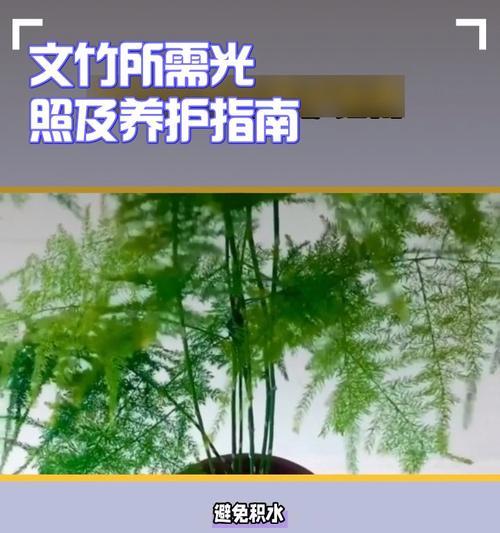 文竹的日常打理和养护要点是什么？