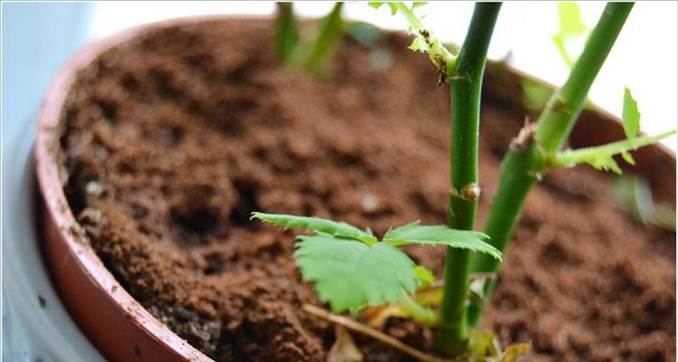 怎么给花做肥料？自制有机肥料的方法是什么？