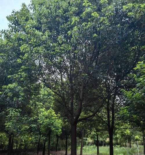 香樟的种植技巧有哪些？如何确保香樟种植成功？