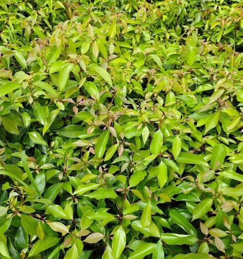 香樟的种植技巧有哪些？如何确保香樟种植成功？