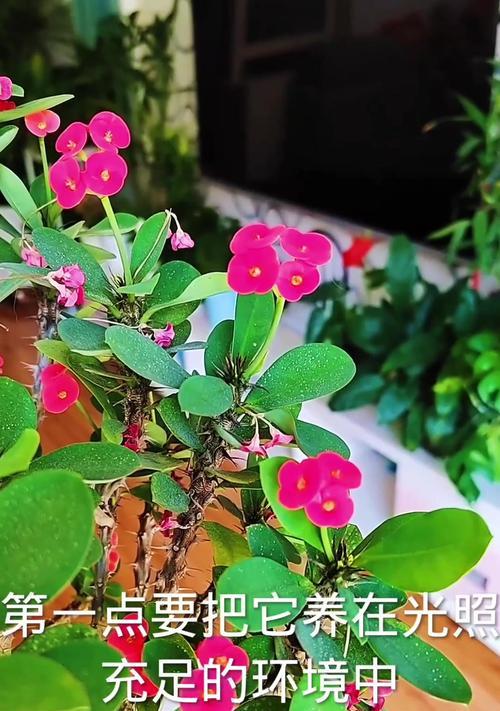 刺梅的开花季节和养护方法是什么？
