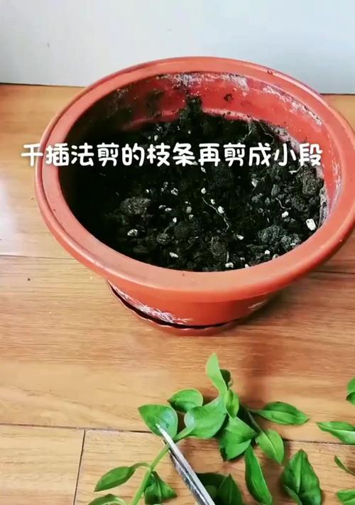 玫瑰吊兰插扦技巧有哪些？