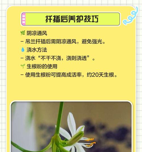 玫瑰吊兰插扦技巧有哪些？