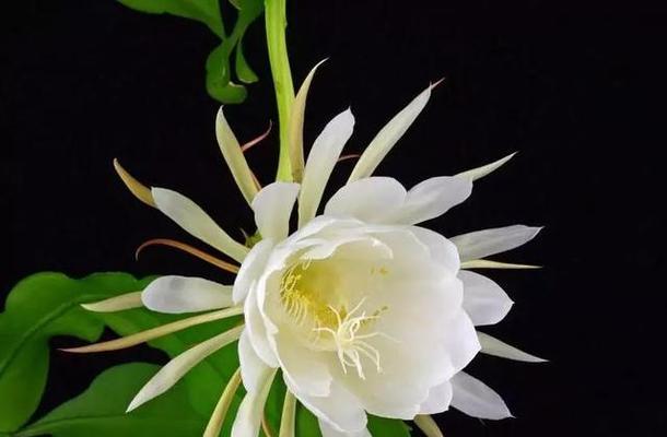 昙花的象征意义是什么？