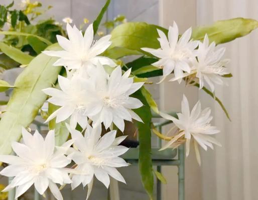 昙花的象征意义是什么？