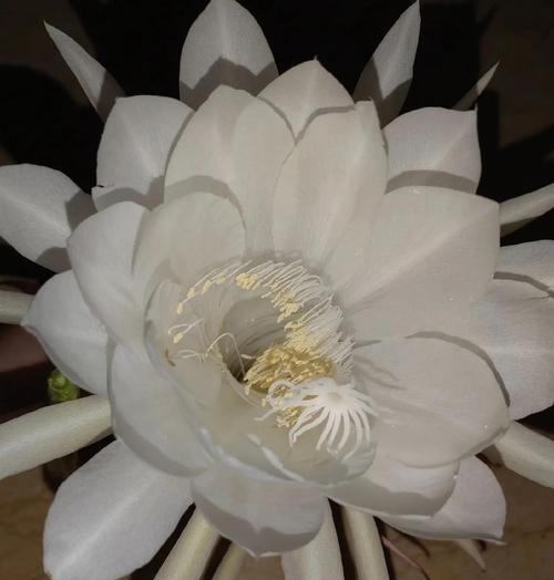昙花的象征意义是什么？