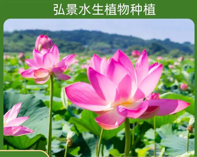 荷花种植失败的原因及解决办法？