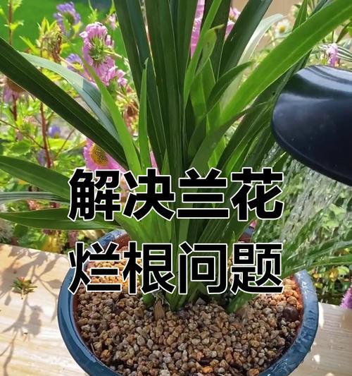 兰花根部养护的秘诀是什么？如何促进兰花根系的健康生长？
