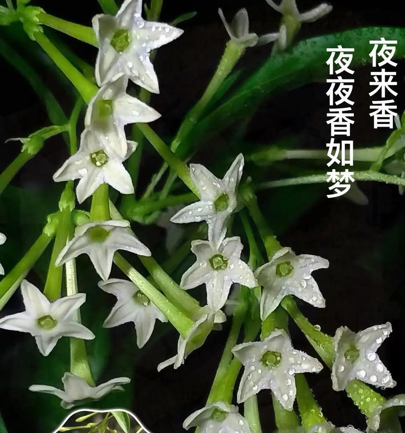 夜来香有哪些品种？各自的特性是什么？