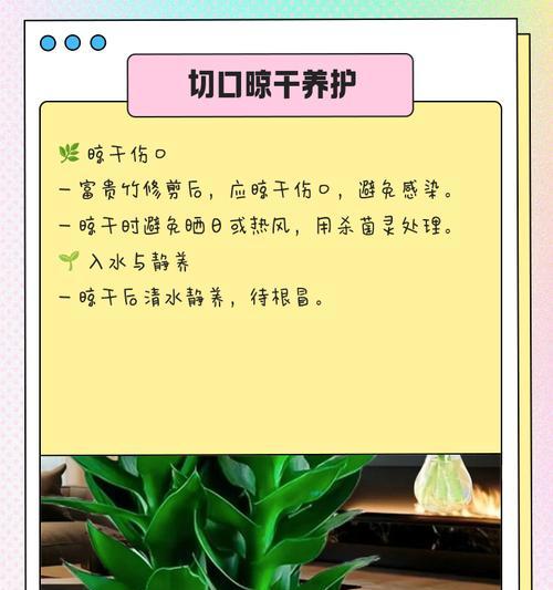 富贵竹快速生长的秘诀是什么？如何让富贵竹长得更茂盛？