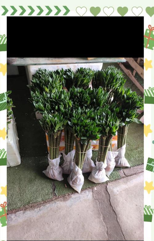 富贵竹快速生长的秘诀是什么？如何让富贵竹长得更茂盛？