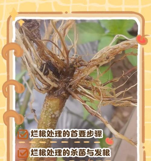 龙血树烂根补救措施有哪些？