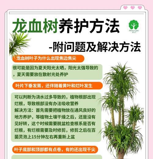 龙血树烂根补救措施有哪些？