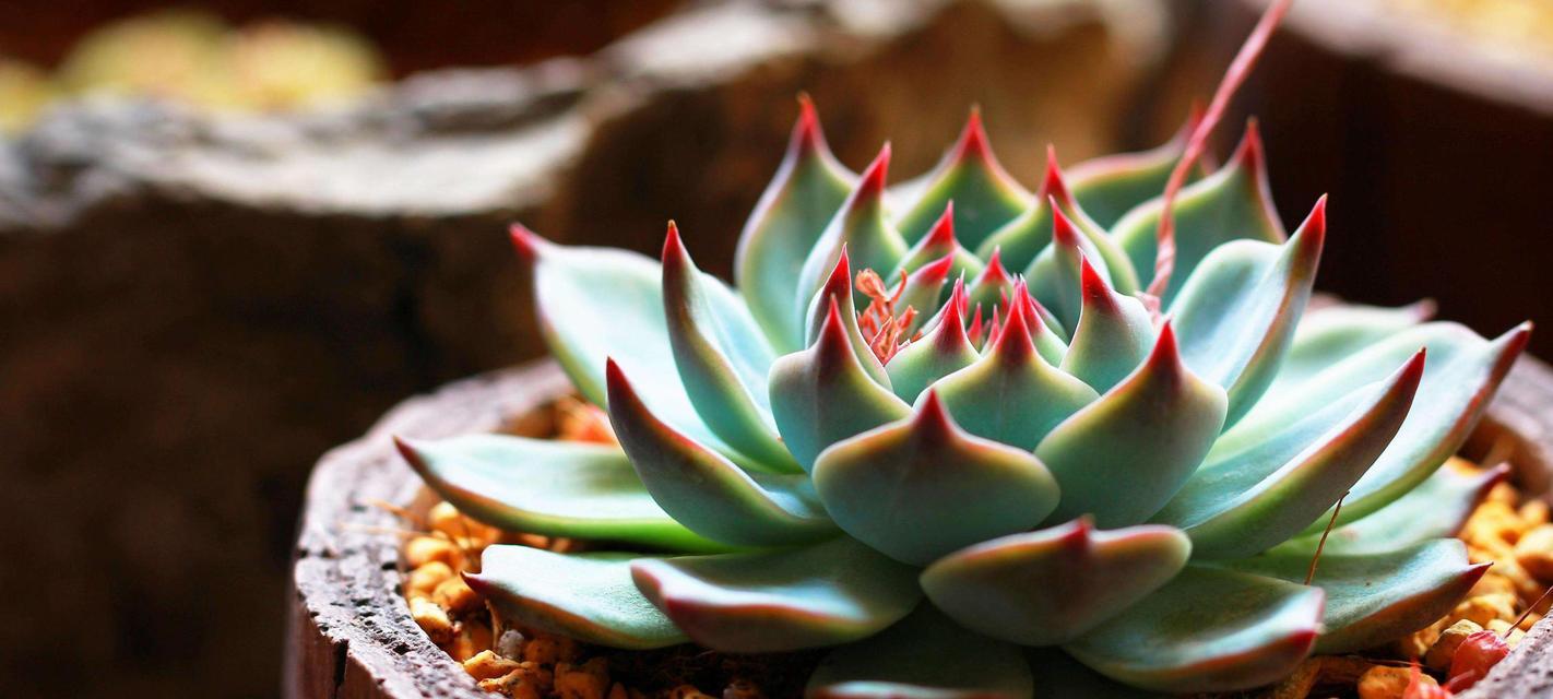 石莲花品种繁多如何挑选？石莲花的养殖技巧是什么？