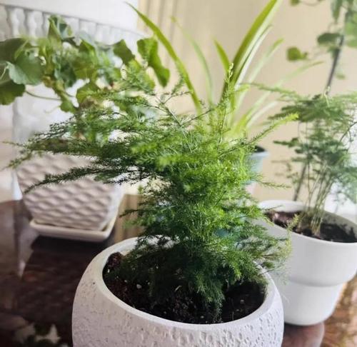 室内植物适合使用哪种肥料？如何正确施肥？