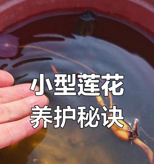 莲花的养殖方法和常见问题有哪些？