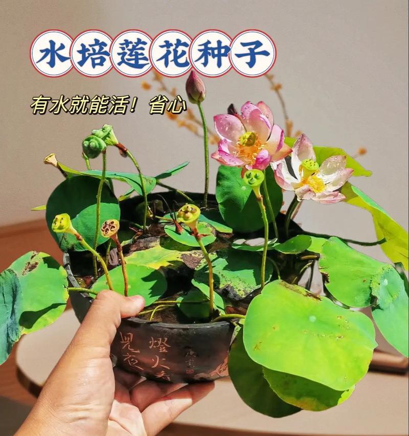莲花的养殖方法和常见问题有哪些？