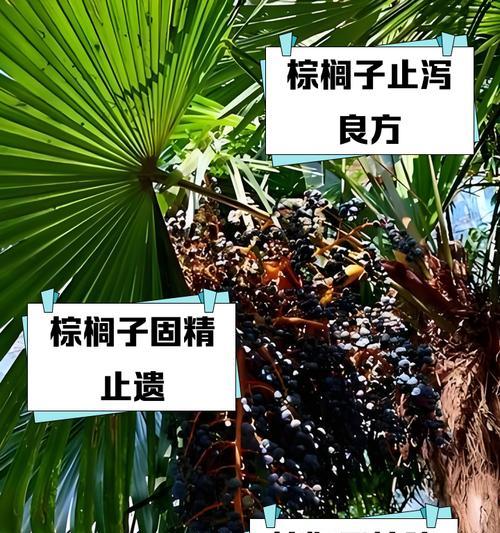 棕榈树种植技巧是什么？如何确保棕榈树健康成长？