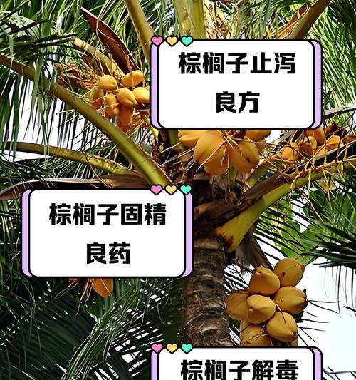 棕榈树种植技巧是什么？如何确保棕榈树健康成长？