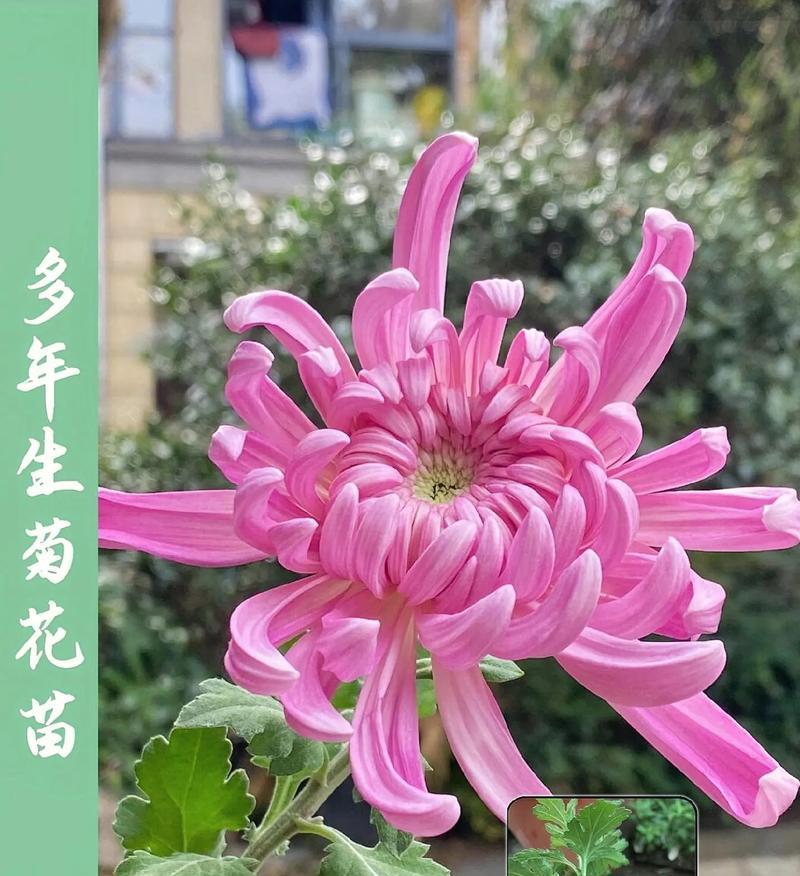 多头菊品种有哪些？如何培育出壮观的多头菊？