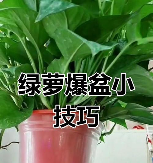 保持植物叶子翠绿的秘诀是什么？