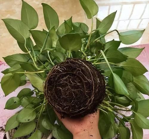 保持植物叶子翠绿的秘诀是什么？