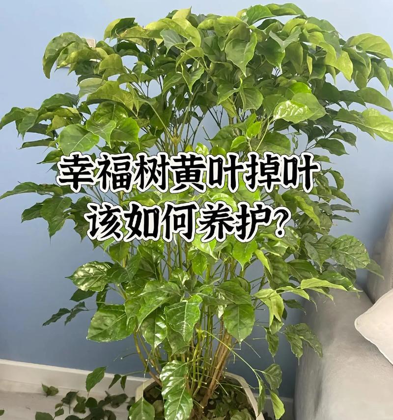 平安树落叶的原因及如何预防？