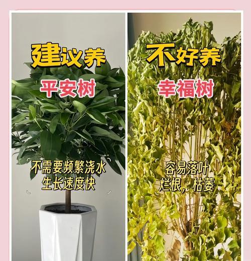 平安树落叶的原因及如何预防？