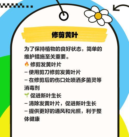 平安树落叶的原因及如何预防？
