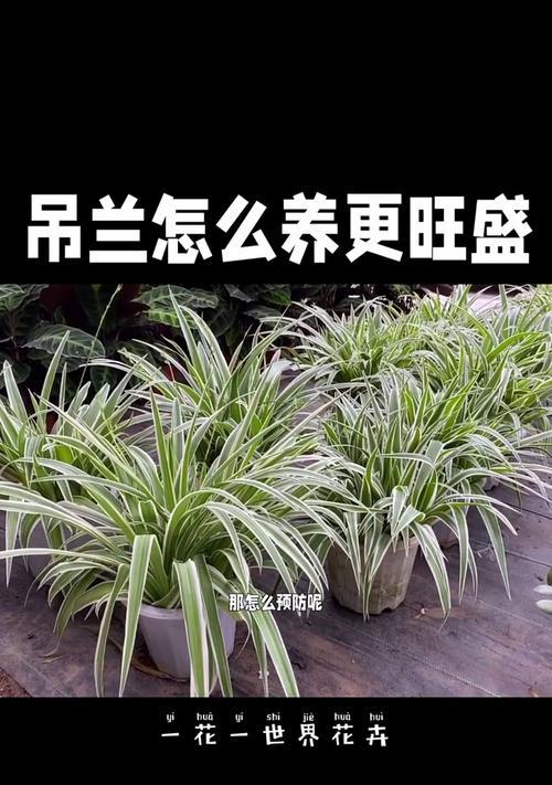 吊兰干尖问题的解决方法是什么？