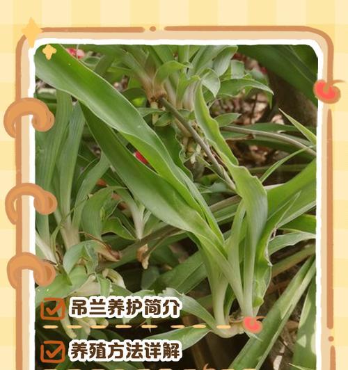 吊兰干尖问题的解决方法是什么？