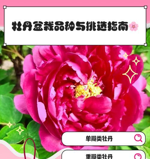 红牡丹怎么养？红牡丹的养殖环境和管理要点是什么？