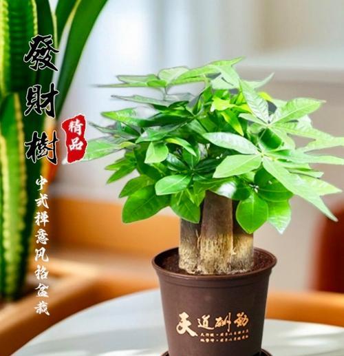 发财树的浇水和施肥方法是什么？