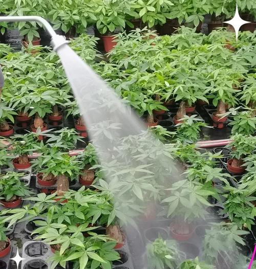 发财树的浇水和施肥方法是什么？