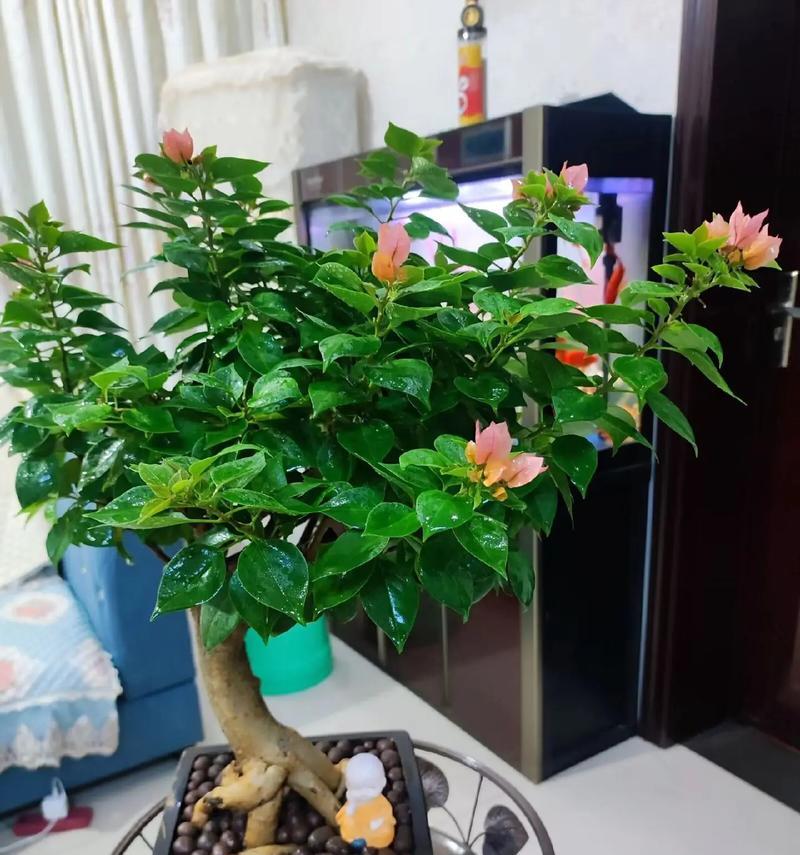 哪些三角梅品种适合盆栽？如何选择？