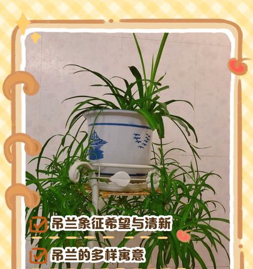 吊兰的花语和寓意是什么？