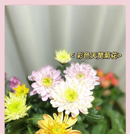 冬季草花有哪些？如何在冬天养护？