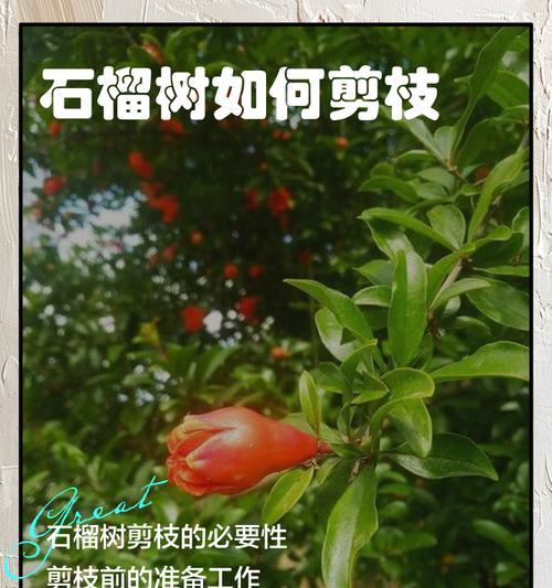 富贵树剪枝的最佳时机和方法是什么？