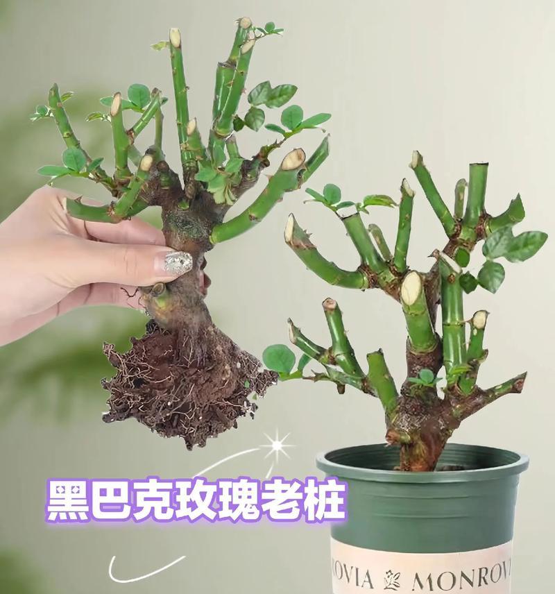 切花玫瑰的养护方法和保鲜技巧？