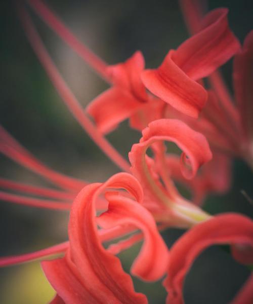 曼陀罗花的花语和象征意义是什么？它在花卉文化中的地位如何？